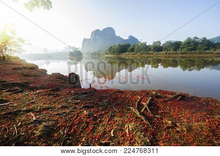 Red flower petal fall to cover the river bank (Indian Oak, Freshwater Mangrove)
