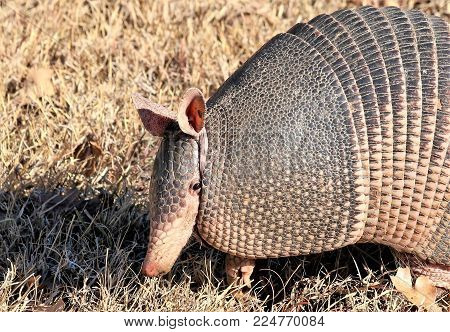 Close-up of the head and armor of a nine-banded armadillo as he walks in the grass hunting for a place to dig for his next meal of insects and bugs.
