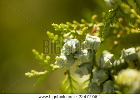 Thuya fruits on a tree branch. Macro