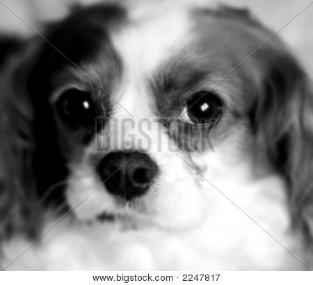 Chien Cocker Spaniel noir et blanc