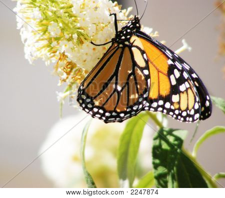 Monarch
