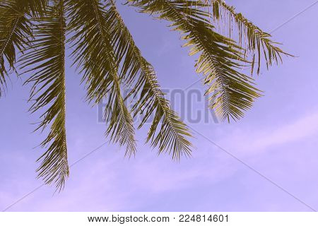 palm trees are in the tropics. palm grove. branch. close up. leafs