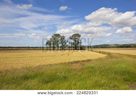 three ash trees near a golden wheat field and farm track with scenic hills under a summer blue sky in the yorkshire wolds