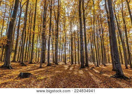 Colorful Autumn Beeches - Voderady Beechwood, Czech Republic