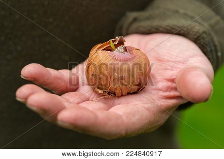 A man holding a sprouting gladiola bulb.