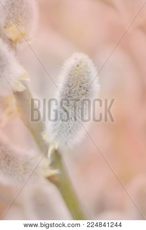 Willow Branches On A Pastel Spring Background