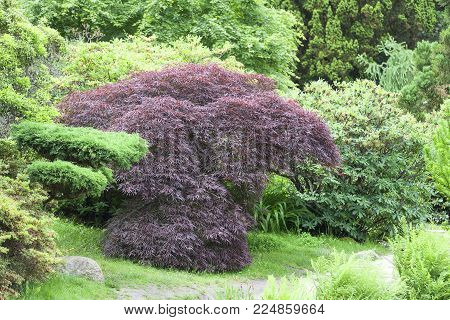 Japanese Garden in summer, exotic plants, Wroclaw, Poland. The Japanese Garden was founded in 1909-1913,  located within Szczytnicki Park