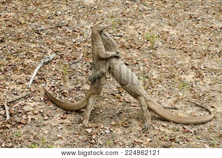 Sri Lanka. Safari In Jalla. Varan (lizard)
