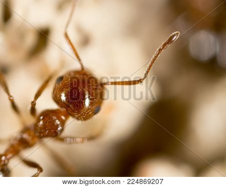 Ant. close . In the park in nature