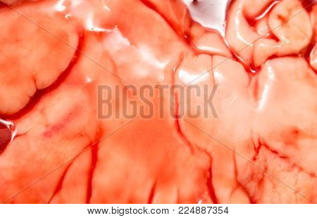 in the blood of fish guts as background .
