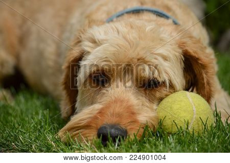 Dog after an exhausting play, snooze in the grass.