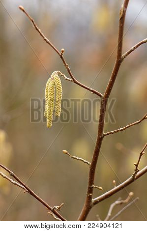 Amentum, Lambs walnut flowers, spring scene on spring background.