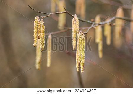 Amentum, Lambs walnut flowers, spring scene on spring background.