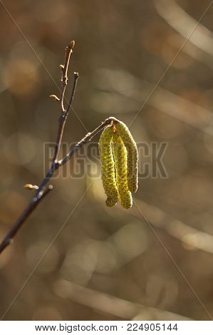 Amentum, Lambs walnut flowers, spring scene on spring background.