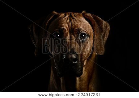 animal domestic animal dog big dog rhodesien ridgeback dark