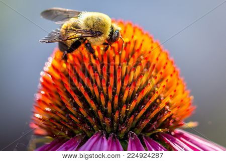 Macro of bumblebee on an echinacea flower bloom.
