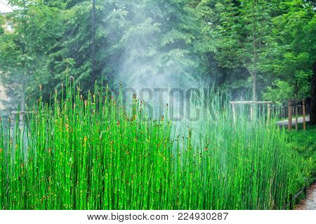 View of Equisetum hyemale, known as rough horsetail plant being irrigated in a city park