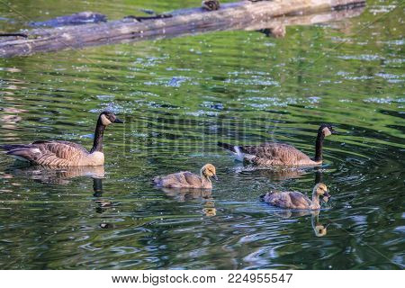 Canada Goose, Frank Lake, Vulcan, Alberta, Canada