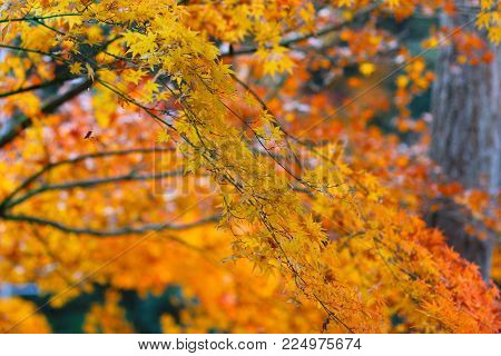A Fall Seson At  Otagi Nenbutsu Ji Temple