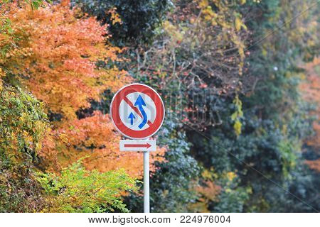 Maple Tree Fall Season At Gio Ji Temple