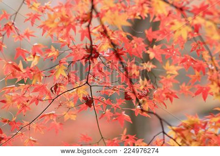 The Maple Tree Fall Season, Gio Ji Temple