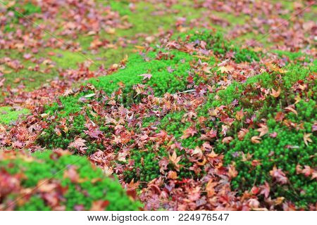 Red Maples Leave On Green Mos Gio Ji Temple
