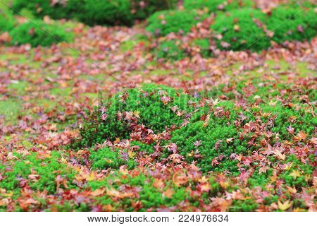 Red Maples Leave On Green Mos Gio Ji Temple