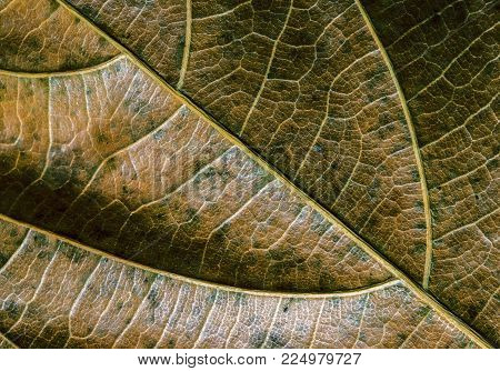 Green yellow leaf closeup. Autumn leaf texture macro photo. Dry leaf vein pattern. Tree leaf surface. Fall season banner template. Leafy structure macrophoto. Autumn nature detail. Dry vein ornament