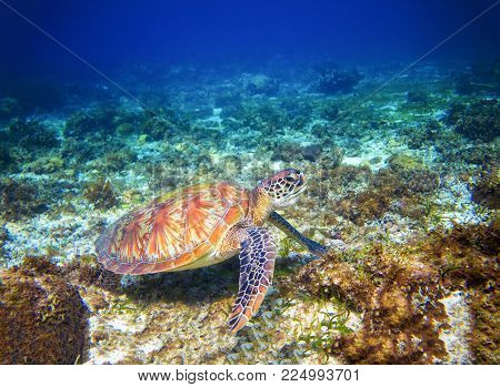 Marine tortoise in sea water. Marine green sea turtle closeup. Tropical coral reef wildlife. Sea tortoise undersea. Tropical seashore animal. Marine turtle in blue water. Snorkeling underwater photo