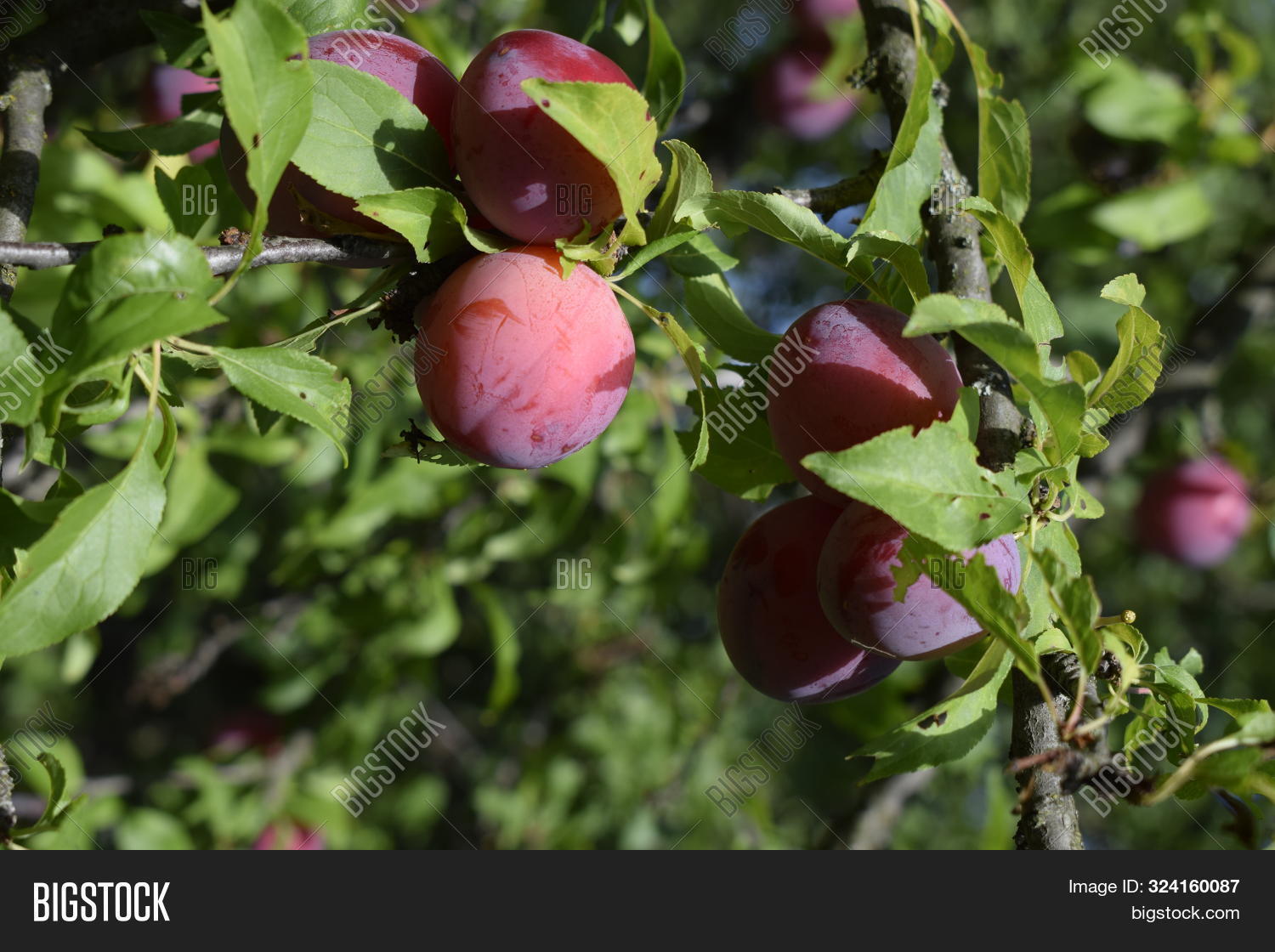 Imagen y foto Plum Tree Fruit. (prueba gratis) Bigstock