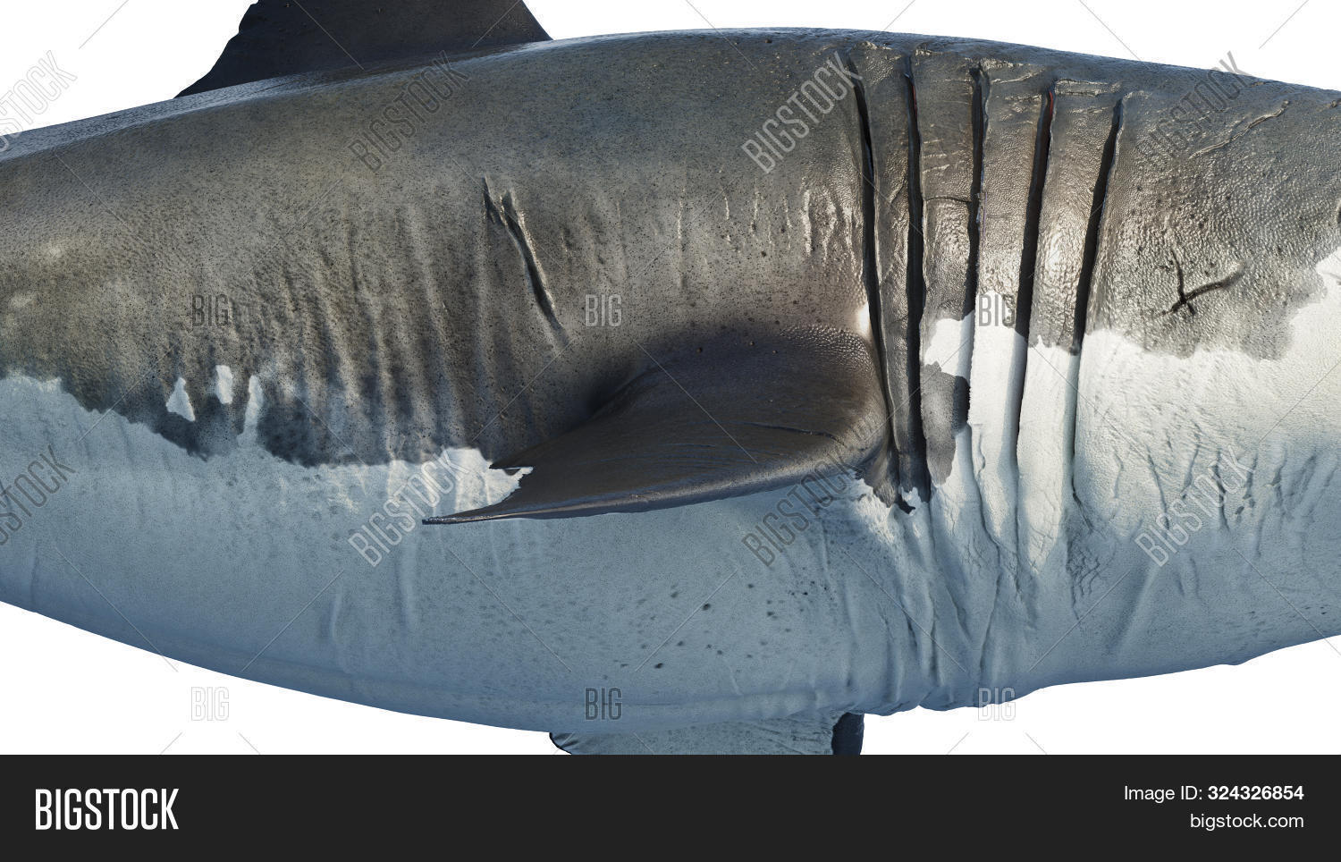 Great White Shark Side View