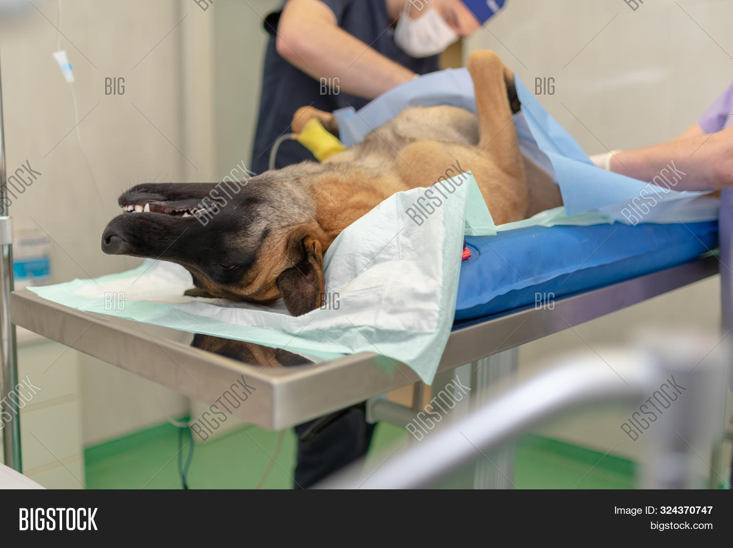 Imagen y foto Sterilization Dog (prueba gratis) Bigstock