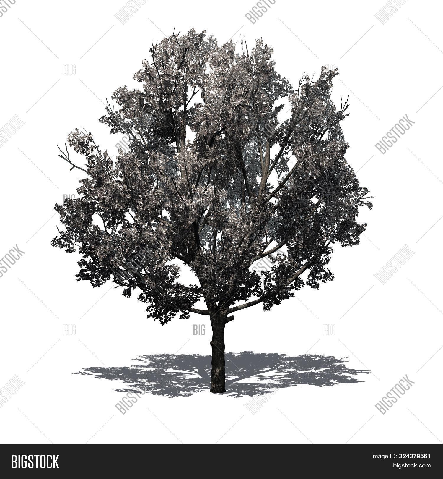 Bradford Pear Tree Image & Photo (Free Trial) | Bigstock