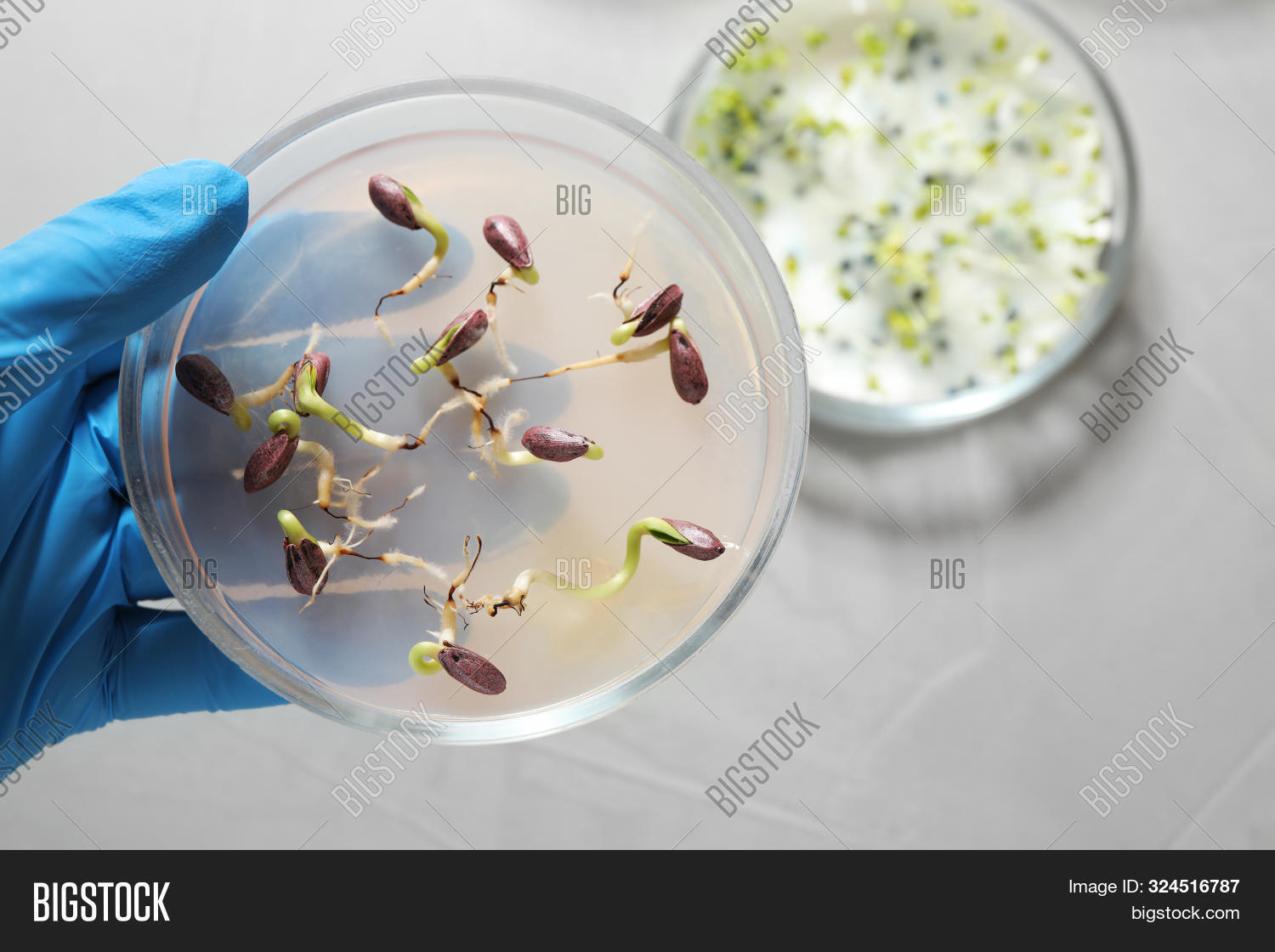 семена кресс салата в чашке петри. чаша петри для проращивания семян. чашка петри с семенами пшеницы. чашка петри с пророщенными растениями. чашка петри с семенами пшеницы.