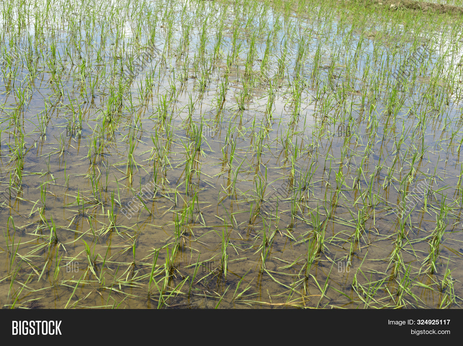Rice Growing On Paddy Image & Photo (Free Trial) | Bigstock
