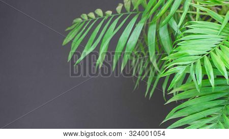 Large Green Branches Of A Houseplant Dypsis On A Gray Background, Palm Leaves Close Up