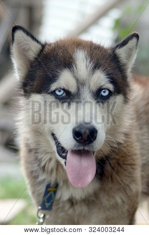 Arctic Malamute With Blue Eyes Muzzle Portrait Close Up. This Is A Fairly Large Dog Native Type