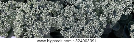 Lot Of Blooming Hylotelephium Telephium White Flowers With Green Leaves And Stems