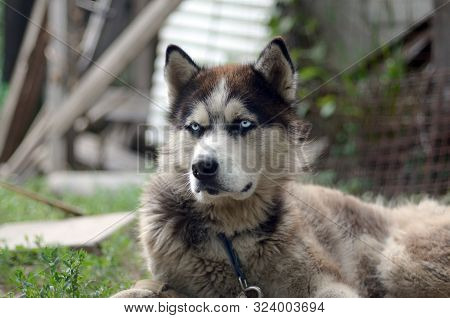 Arctic Malamute With Blue Eyes Muzzle Portrait Close Up. This Is A Fairly Large Dog Native Type