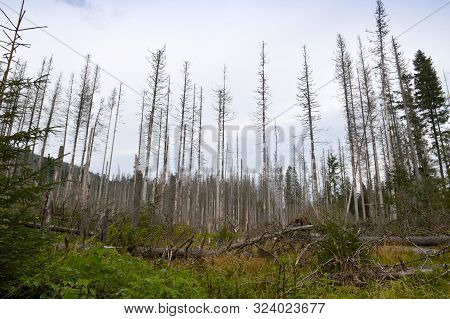 Dying Spruce Forests Due To Climate Change