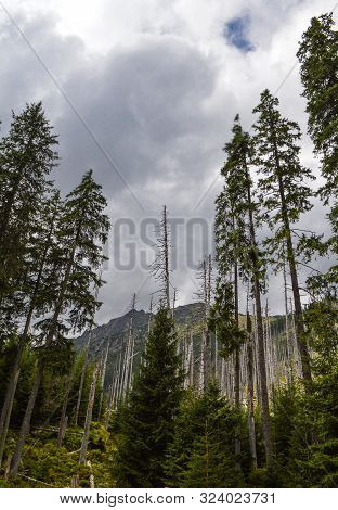 Dying Spruce Forests Due To Climate Change