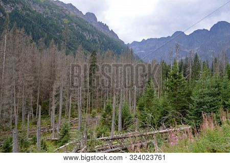 Dying Spruce Forests Due To Climate Change
