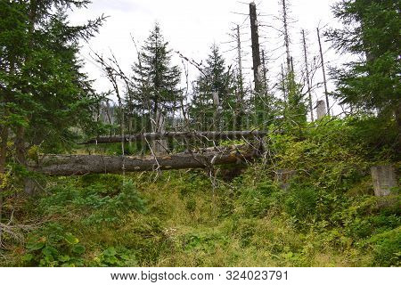 Dying Spruce Forests Due To Climate Change