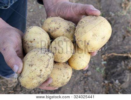 The Farmer Holds A Potato Crop In His Hands. Hands With Potatoes Close-up. Organic Vegetables