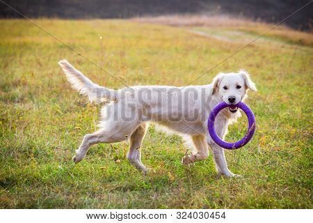Golden Retriever Playing With Puller On Field At Autumn Landscape