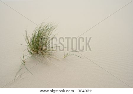 Trawa