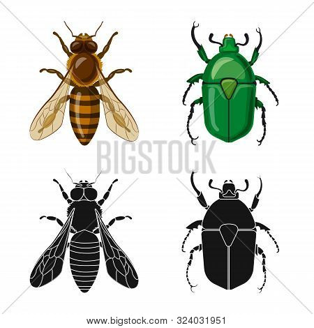 Vector Illustration Of Insect And Fly Icon. Set Of Insect And Element Vector Icon For Stock.
