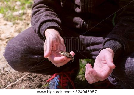 Boy Holds In Hands Catching Little Frog, Hands Closeup. Boy Is Walking On The Riverbank. He Is Catch