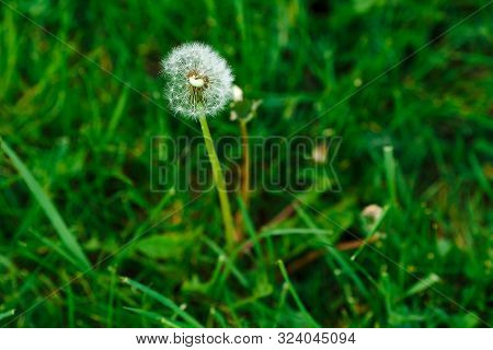Dandelion On A Green Field, Against The Backdrop Of Nature, Background.