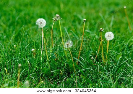Dandelion On A Green Field, Against The Backdrop Of Nature, Background.